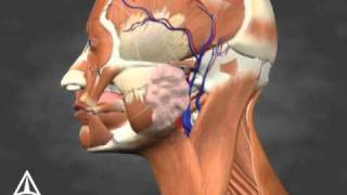 Sialorrhea Injection Site Identification  3D Medical Animation [upl. by Ahterahs]