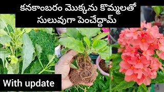 How to grow crossandra plant from cuttings  kanakambaram  In Telugu [upl. by Lessig]