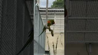 Red fronted macaw bird parrot conure [upl. by Reyem]