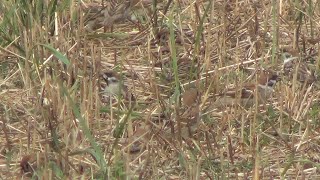 Горобці польові Passer montanus на житньому полі [upl. by Phyllis795]