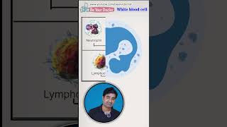 सफेद कण का हमारे शरीर में क्या महत्व है  White blood cells  types life span function [upl. by Raji]