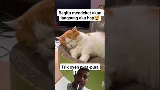 Trik oyen ngelabui mangsa [upl. by Eislek35]