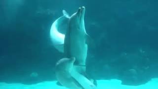 Dolphins Mating in An Aquarium  Mysteries of the Sea World [upl. by Namzed]