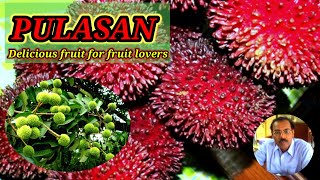 Pulasan for fruit lovers [upl. by Lavro]