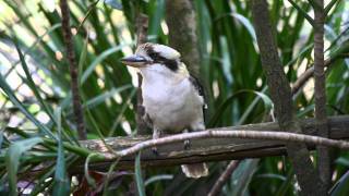 Kookaburra Call birds birdsounds [upl. by Sorgalim]