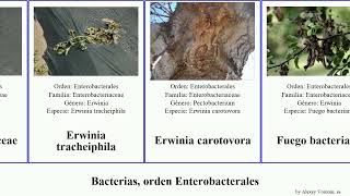 Bacterias orden Enterobacterales typhimurium carotovora cloacae aerogenes Erwinia Pantoea Time [upl. by Annekcm]