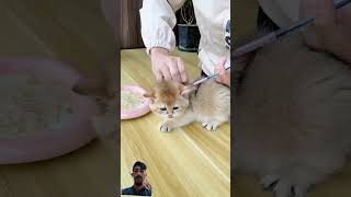 Cute cat injection time 😱😳 cat catvaccination kitten cute pets cutecat animal [upl. by Znarf]