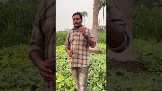 PMFBY  ప్రధాన మంత్రి ఫసల్ బీమా యోజన  Crop Insurance  AgriTech Telugu [upl. by Ardnuassac74]