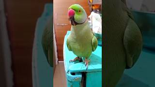 Ek glass pani 😂😂😂 parrotlovers shortvideo viralshorts birds parrot funnyparrot comedy [upl. by Deckert]