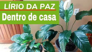 como cuidar do seu LÍRIO DA PAZ dentro de casa COM ESSAS DICAS ELE VAI FLORIR [upl. by Palma340]