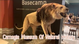 Carnegie Museum Of Natural History  University Of Pittsburgh  Pennsylvania  Part 2 [upl. by Edak]