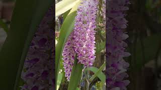 Rhynchostylis retusa  The Foxtail Orchid orchid flower flowergarden nature orchidbloom [upl. by Lorry]