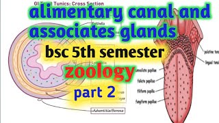 alimentary canal and associates glands bsc 5th semestertongue histology of alimentary canal [upl. by Rhpotsirhc]