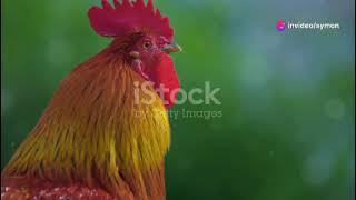 The Tale of The Little Cockerel A Folklore of BraveryGhostifymon [upl. by Luther552]