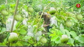 World Biggest Guava Tree Plantation  One Of The Biggest Guava Farm In The World  10 Minute Videos [upl. by Mischa]