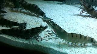 The giant tiger prawns  Penaeus monodon [upl. by Nicolis]