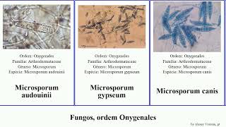 Fungos ordem Onygenales apis fungus canis chartarum Microsporum Ascosphaera Trichophyton Jesse [upl. by Ennaoj]