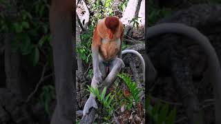 Proboscis Monkeys at Labuk Conservation Centre [upl. by Sulokcin]