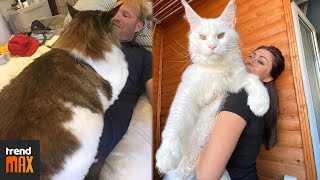 THE BIGGEST MAINE COON CATS [upl. by Ruder814]