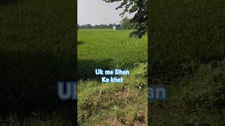 Uk me dhan ki kheti aur lichi ke ped [upl. by Mahalia302]