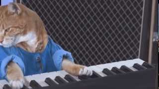 Keyboard Cat the Studio Musician Revealed [upl. by Lihp]