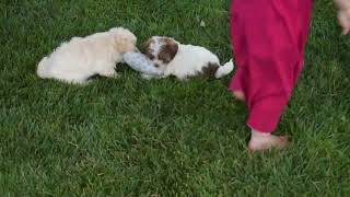 F1B ShihPoo Puppies For Sale [upl. by Dorothi]