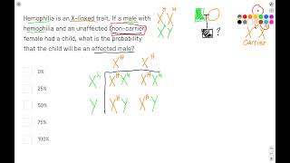 Xlinked inheritance and hemophilia Punnett square [upl. by Ecnar]