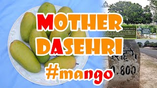 Mother Dasehri Tree  Oldest plant of dussehri mango  Lucknow [upl. by Sylas716]