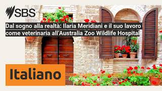 Dal sogno alla realtà Ilaria Meridiani e il suo lavoro come veterinaria all’Australia Zoo [upl. by Yadroc]