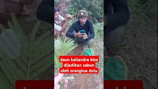 daun kaliandra alam sundapride daunherbal tanahpasundan shorts [upl. by Cerf473]