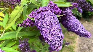 Buddleia davidii Empire Blue Butterfly Bush [upl. by Harrie522]