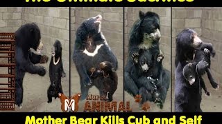 Mother Bear killed the cub to save it from a life of hell [upl. by Adekram]