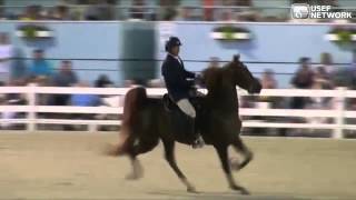 Quick Class FiveGaited Special at DevonHS [upl. by Asirehc]