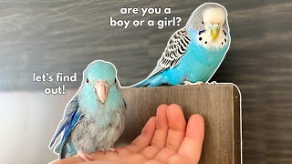 Revealing my parrotlets GENDER 💙💗 [upl. by Elizabeth]