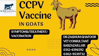 GoatCaperinpleuropneumoniatreatmentsymptomsdrzeeveterinarysolutions [upl. by Selohcin]