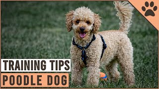 How To Train A Poodle  Dog World [upl. by Ahsahs]