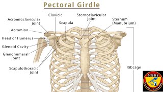 Pectoral Girdle [upl. by Enytnoel]