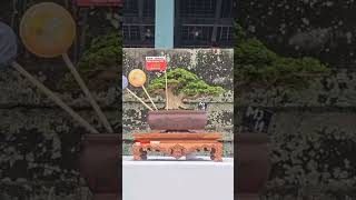 Part 29 Road To Aspac 2024 Ranting Bosman PBBI Gianyar Bali bonsai bonsaitree bonsaiindonesia [upl. by Crenshaw398]