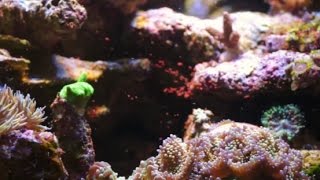 34 Battling Flatworms Phosphates and Dinoflagellate and my EPIC FAIL  Part 2 [upl. by Eniretak874]