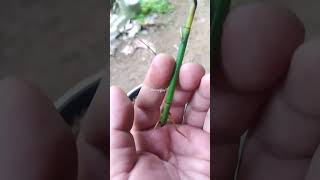 Horsetail plant propagation update [upl. by Ordnaxela475]