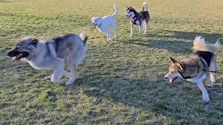 Pixie Plays at Spanish Fork Dog Park March 19 2024  Caucasian Ovcharka Dog [upl. by Emlyn163]