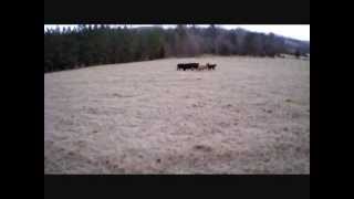 Cow drone herding [upl. by Einaj840]