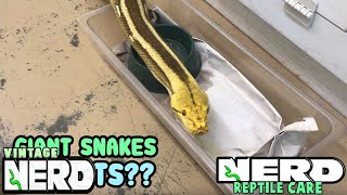 GIANT SNAKES AS PETS RETICULATED PYTHONS OR BURMESE PYTHONS [upl. by Anwahsat]