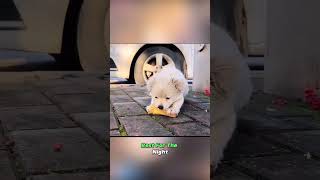 A puppy abandoned in the freezing cold 🥶🥺😭 furreal shortsfeed shorts animals [upl. by Aket]