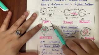 PHYLUM🪵🪱ANNELIDA NEREIS LIFE CYCLE WITH LARVAL STAGES TROCHOPHOREampPHYLOGENY [upl. by Amikahs]