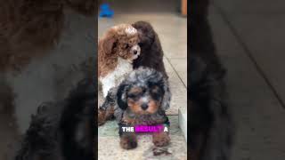 Meet the cockapoo cockapoo dogs cockapoopuppies funny [upl. by Eido]