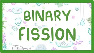 Binary Fission  How Do Bacteria Divide 12 [upl. by Giddings155]