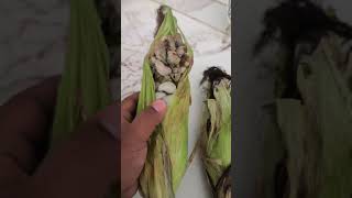 ¿Que es el huitlacoche mexico food viralreels viralvideo viralshort video [upl. by Ettenuahs]