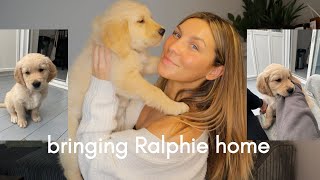 BRINGING HOME OUR GOLDEN RETRIEVER PUPPY first days with Ralphie [upl. by Ytsud]