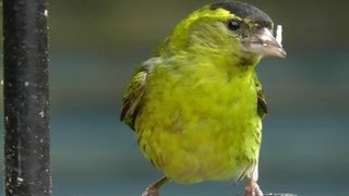 Siskin Bird  Flock of Siskins in My Garden  Wildlife in Cornwall  Scatiu Cajzla [upl. by Meekah]